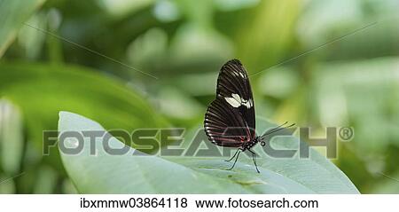 "Cydno Longwing (Heliconius cydno), butterfly house, botanical garden, Munich, Upper Bavaria, Bavaria, Germany, Europe" View Large Photo Image Stock Photo - "Cydno Longwing (Heliconius cydno), butterfly house, botanical garden, Munich, Upper Bavaria, Bavaria, Germany, Europe". Fotosearch