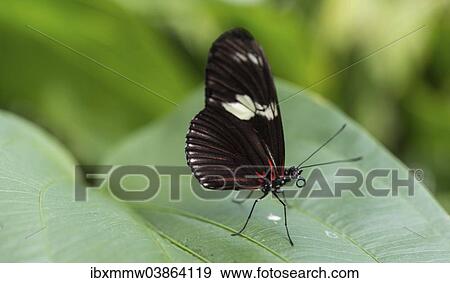 "Cydno Longwing (Heliconius cydno), butterfly house, botanical garden, Munich, Upper Bavaria, Bavaria, Germany, Europe" View Large Photo Image Stock Photo - "Cydno Longwing (Heliconius cydno), butterfly house, botanical garden, Munich, Upper Bavaria, Bavaria, Germany, Europe". Fotosearch