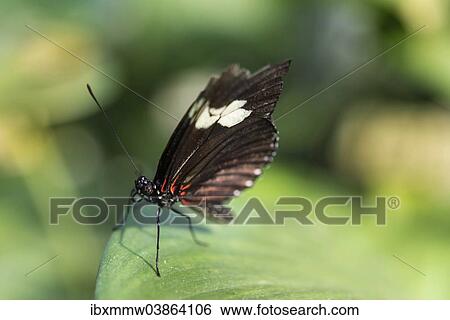 "Cydno Longwing (Heliconius cydno), butterfly house, botanical garden, Munich, Upper Bavaria, Bavaria, Germany, Europe" View Large Photo Image Stock Photograph - "Cydno Longwing (Heliconius cydno), butterfly house, botanical garden, Munich, Upper Bavaria, Bavaria, Germany, Europe". Fotosearch