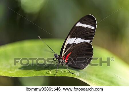 "Cydno Longwing (Heliconius cydno) perched on a leaf, captive, Munich" View Large Photo Image Stock Photograph - "Cydno Longwing (Heliconius cydno) perched on a leaf, captive, Munich". Fotosearch