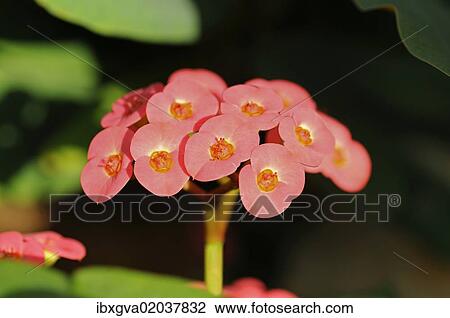 "Cyme with cyathia of Crown-of-thorns or Christ Plant (Euphorbia milii), Madagascar, Africa" View Large Photo Image Stock Image - "Cyme with cyathia of Crown-of-thorns or Christ Plant (Euphorbia milii), Madagascar, Africa". Fotosearch
