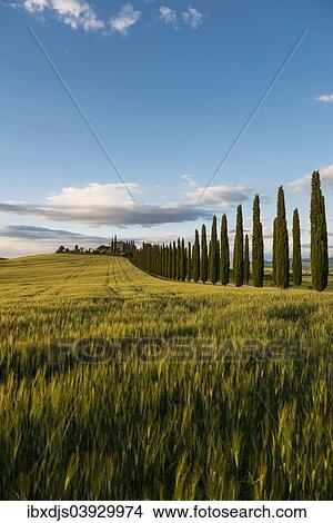 "Cypress avenue, evening light, Val d'Orcia, UNESCO World Heritage Site, near San Quirico d'Orcia, Province of Siena, Tuscany, Italy, Europe" View Large Photo Image Picture - "Cypress avenue, evening light, Val d'Orcia, UNESCO World Heritage Site, near San Quirico d'Orcia, Province of Siena, Tuscany, Italy, Europe". Fotosearch