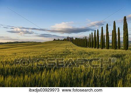 "Cypress avenue, evening light, Val d'Orcia, UNESCO World Heritage Site, near San Quirico d'Orcia, Province of Siena, Tuscany, Italy, Europe" View Large Photo Image Stock Image - "Cypress avenue, evening light, Val d'Orcia, UNESCO World Heritage Site, near San Quirico d'Orcia, Province of Siena, Tuscany, Italy, Europe". Fotosearch