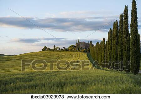 Stock Photo - "Cypress avenue, evening light, Val d'Orcia, UNESCO World Heritage Site, near San Quirico d'Orcia, Province of Siena, Tuscany, Italy, Europe". Fotosearch