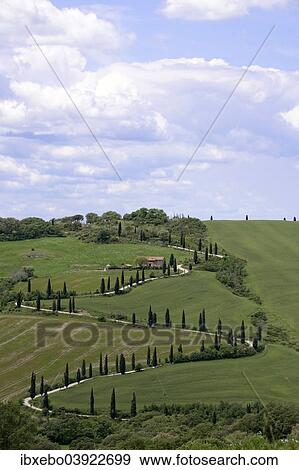 Stock Photo - "Cypress avenue of La Foce, Tuscany, Italy, Europe". Fotosearch
