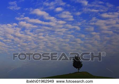 Stock Photo - "Cypress (Cupressus) with cloudy sky, Luciano d'Asso, Tuscany, Italy, Europe". Fotosearch
