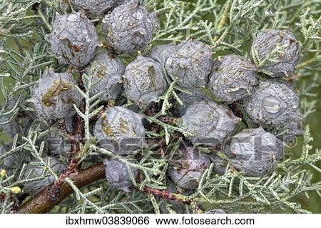 "Cypress (Cypressus sp. ) cones during rain, Canton of Tessin, Switzerland, Europe" View Large Photo Image Stock Photograph - "Cypress (Cypressus sp. ) cones during rain, Canton of Tessin, Switzerland, Europe". Fotosearch