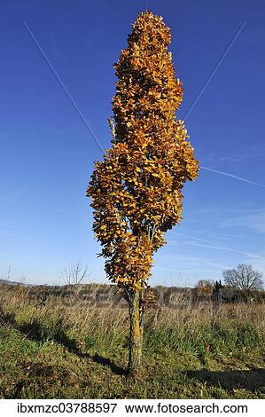 "Cypress Oak (Quercus rubor) in autumn foliage, Eckental, Middle Franconia, Bavaria, Germany, Europe" View Large Photo Image Stock Photo - "Cypress Oak (Quercus rubor) in autumn foliage, Eckental, Middle Franconia, Bavaria, Germany, Europe". Fotosearch