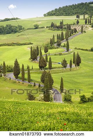 "Cypress trees in Tuscany, Italy, Europe" View Large Photo Image Stock Image - "Cypress trees in Tuscany, Italy, Europe". Fotosearch