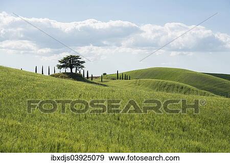 "Cypresses and a cedar tree, Val d'Orcia, near Buonconvento, Province of Siena, Tuscany, Italy, Europe" View Large Photo Image Stock Photo - "Cypresses and a cedar tree, Val d'Orcia, near Buonconvento, Province of Siena, Tuscany, Italy, Europe". Fotosearch