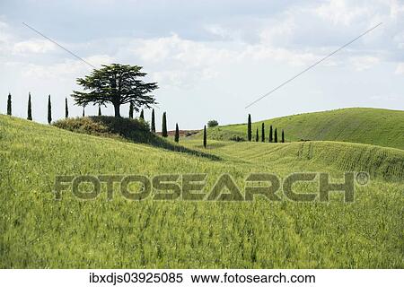 "Cypresses and a cedar tree, Val d'Orcia, near Buonconvento, Province of Siena, Tuscany, Italy, Europe" View Large Photo Image Stock Photography - "Cypresses and a cedar tree, Val d'Orcia, near Buonconvento, Province of Siena, Tuscany, Italy, Europe". Fotosearch