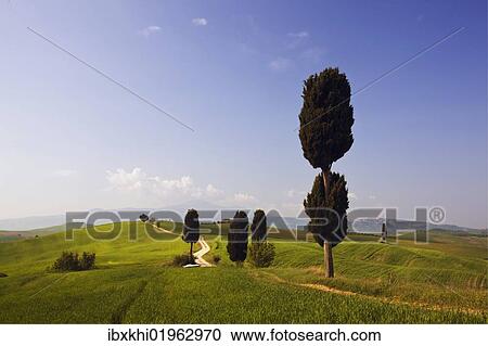 "Cypresses (Cupressus) and fields at Terrapille, Pienza, Val d'Orcia, Tuscany, Italy, Europe" View Large Photo Image Stock Image - "Cypresses (Cupressus) and fields at Terrapille, Pienza, Val d'Orcia, Tuscany, Italy, Europe". Fotosearch