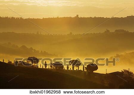 "Cypresses (Cupressus) in the morning fog, San Quirico, Val d'Orcia, Tuscany, Italy, Europe" View Large Photo Image Stock Photo - "Cypresses (Cupressus) in the morning fog, San Quirico, Val d'Orcia, Tuscany, Italy, Europe". Fotosearch
