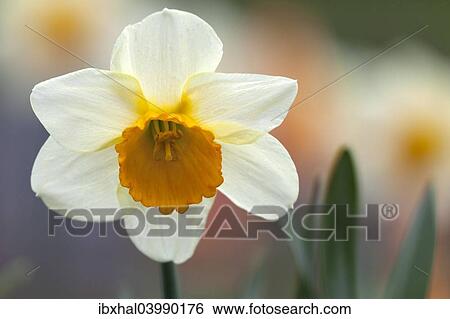 "Daffodil, flower" View Large Photo Image Stock Photograph - "Daffodil, flower". Fotosearch
