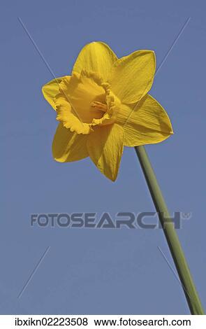 Daffodil (Narcissus sp. ) against a blue sky View Large Photo Image Stock Photo - Daffodil (Narcissus sp. ) against a blue sky. Fotosearch