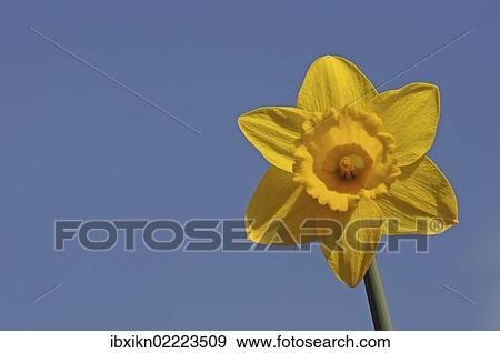 Stock Photo - Daffodil (Narcissus sp. ) against a blue sky. Fotosearch