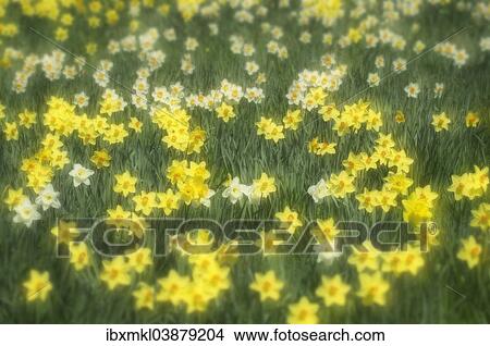 "Daffodils (Narcissus) in a meadow, Baden-Wurttemberg, Germany, Europe" View Large Photo Image Picture - "Daffodils (Narcissus) in a meadow, Baden-Wurttemberg, Germany, Europe". Fotosearch