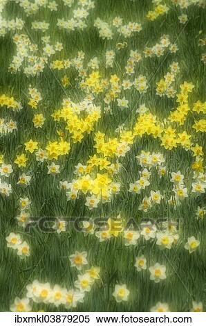"Daffodils (Narcissus) in a meadow, Baden-Wurttemberg, Germany, Europe" View Large Photo Image Stock Photography - "Daffodils (Narcissus) in a meadow, Baden-Wurttemberg, Germany, Europe". Fotosearch