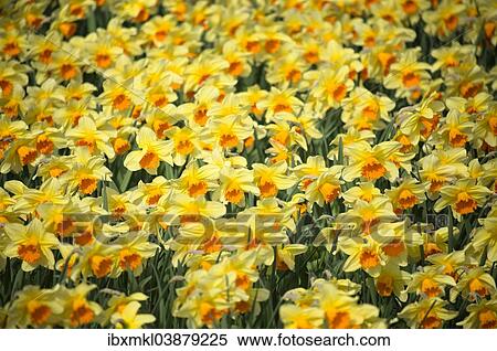 "Daffodils (Narcissus) in a meadow, Baden-Wurttemberg, Germany, Europe" View Large Photo Image Stock Photography - "Daffodils (Narcissus) in a meadow, Baden-Wurttemberg, Germany, Europe". Fotosearch