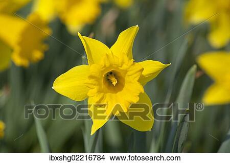 Picture - Daffodils (Narcissus pseudonarcissus). Fotosearch