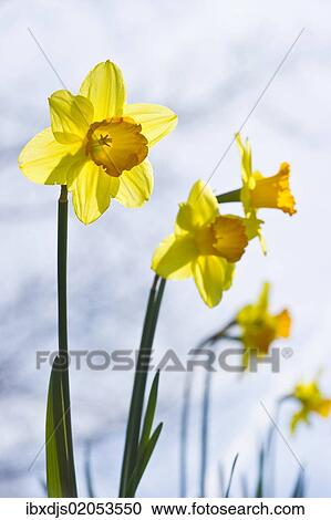 Daffodils (Narcissus pseudonarcissus) View Large Photo Image Stock Image - Daffodils (Narcissus pseudonarcissus). Fotosearch