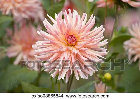 "Dahlia (Dahlia) 'Dora' cultivar, flower, Thuringia, Germany, Europe" View Large Photo Image Picture - "Dahlia (Dahlia) 'Dora' cultivar, flower, Thuringia, Germany, Europe". Fotosearch