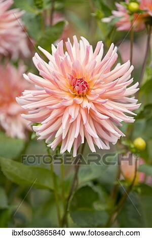 "Dahlia (Dahlia) 'Dora' cultivar, flower, Thuringia, Germany, Europe" View Large Photo Image Stock Image - "Dahlia (Dahlia) 'Dora' cultivar, flower, Thuringia, Germany, Europe". Fotosearch