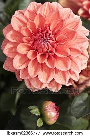 "Dahlia (Dahlia), """"Orange Nugget""""" View Large Photo Image Stock Photo - "Dahlia (Dahlia), """"Orange Nugget""""". Fotosearch