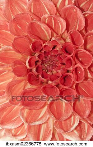 "Dahlia (Dahlia), """"Orange Nugget""""" View Large Photo Image Stock Photography - "Dahlia (Dahlia), """"Orange Nugget""""". Fotosearch