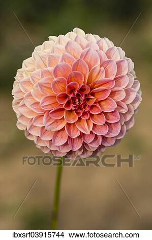 "Dahlia (Dahlia sp. ), Hesse, Germany, Europe" View Large Photo Image Picture - "Dahlia (Dahlia sp. ), Hesse, Germany, Europe". Fotosearch