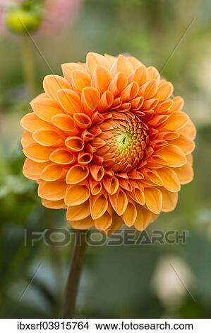 "Dahlia (Dahlia sp. ), Hesse, Germany, Europe" View Large Photo Image Picture - "Dahlia (Dahlia sp. ), Hesse, Germany, Europe". Fotosearch