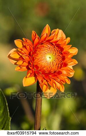 "Dahlia (Dahlia sp. ), Hesse, Germany, Europe" View Large Photo Image Picture - "Dahlia (Dahlia sp. ), Hesse, Germany, Europe". Fotosearch