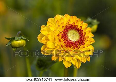 "Dahlia (Dahlia sp. ), Hesse, Germany, Europe" View Large Photo Image Stock Image - "Dahlia (Dahlia sp. ), Hesse, Germany, Europe". Fotosearch