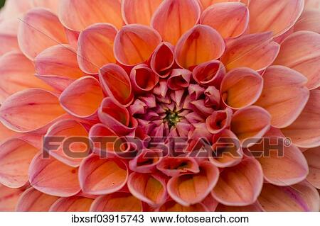 "Dahlia (Dahlia sp. ), Hesse, Germany, Europe" View Large Photo Image Stock Image - "Dahlia (Dahlia sp. ), Hesse, Germany, Europe". Fotosearch