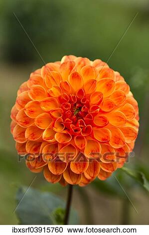 "Dahlia (Dahlia sp. ), Hesse, Germany, Europe" View Large Photo Image Stock Image - "Dahlia (Dahlia sp. ), Hesse, Germany, Europe". Fotosearch