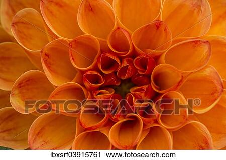 "Dahlia (Dahlia sp. ), Hesse, Germany, Europe" View Large Photo Image Stock Image - "Dahlia (Dahlia sp. ), Hesse, Germany, Europe". Fotosearch