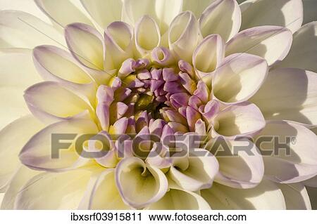 "Dahlia (Dahlia sp. ), Hesse, Germany, Europe" View Large Photo Image Stock Image - "Dahlia (Dahlia sp. ), Hesse, Germany, Europe". Fotosearch
