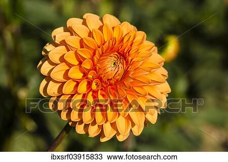 "Dahlia (Dahlia sp. ), Hesse, Germany, Europe" View Large Photo Image Stock Image - "Dahlia (Dahlia sp. ), Hesse, Germany, Europe". Fotosearch