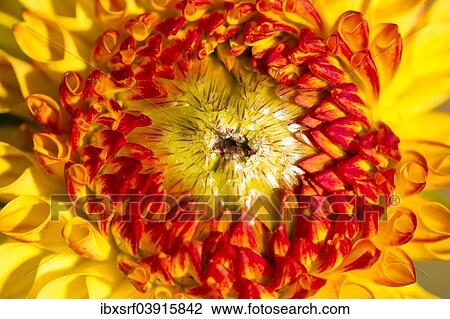 Stock Image - "Dahlia (Dahlia sp. ), Hesse, Germany, Europe". Fotosearch