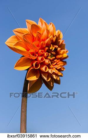 "Dahlia (Dahlia sp. ), Hesse, Germany, Europe" View Large Photo Image Stock Image - "Dahlia (Dahlia sp. ), Hesse, Germany, Europe". Fotosearch