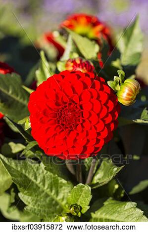 "Dahlia (Dahlia sp. ), Hesse, Germany, Europe" View Large Photo Image Stock Image - "Dahlia (Dahlia sp. ), Hesse, Germany, Europe". Fotosearch