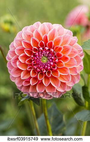 "Dahlia (Dahlia sp. ), Hesse, Germany, Europe" View Large Photo Image Stock Photo - "Dahlia (Dahlia sp. ), Hesse, Germany, Europe". Fotosearch