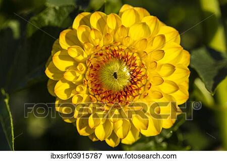 Stock Photo - "Dahlia (Dahlia sp. ), Hesse, Germany, Europe". Fotosearch