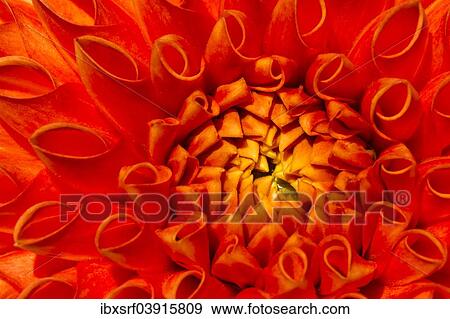 "Dahlia (Dahlia sp. ), Hesse, Germany, Europe" View Large Photo Image Stock Photo - "Dahlia (Dahlia sp. ), Hesse, Germany, Europe". Fotosearch