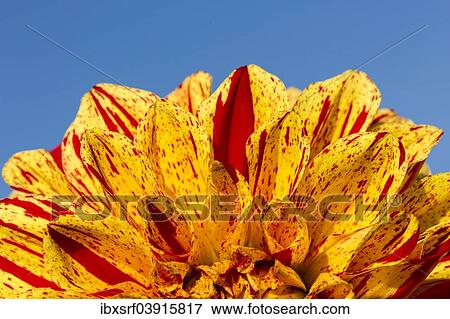 Stock Photo - "Dahlia (Dahlia sp. ), Hesse, Germany, Europe". Fotosearch