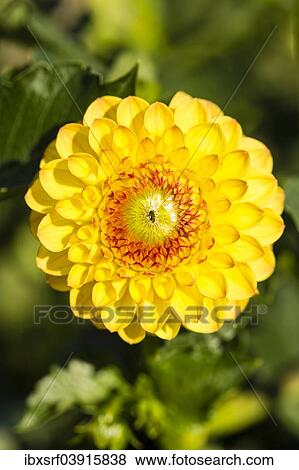 Stock Photo - "Dahlia (Dahlia sp. ), Hesse, Germany, Europe". Fotosearch