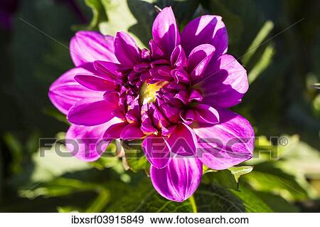 Stock Photo - "Dahlia (Dahlia sp. ), Hesse, Germany, Europe". Fotosearch