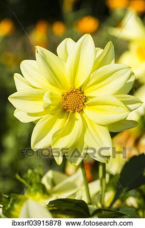 Stock Photo - "Dahlia (Dahlia sp. ), Hesse, Germany, Europe". Fotosearch