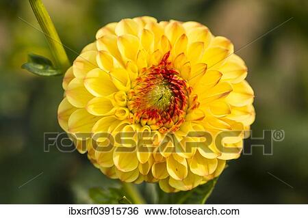 "Dahlia (Dahlia sp. ), Hesse, Germany, Europe" View Large Photo Image Stock Photograph - "Dahlia (Dahlia sp. ), Hesse, Germany, Europe". Fotosearch