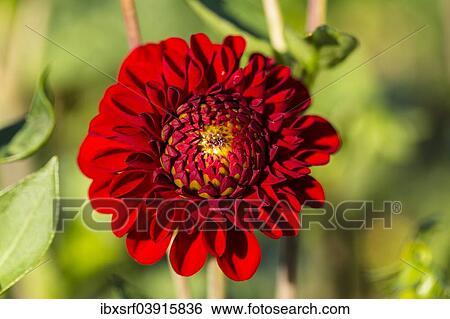 Stock Photograph - "Dahlia (Dahlia sp. ), Hesse, Germany, Europe". Fotosearch